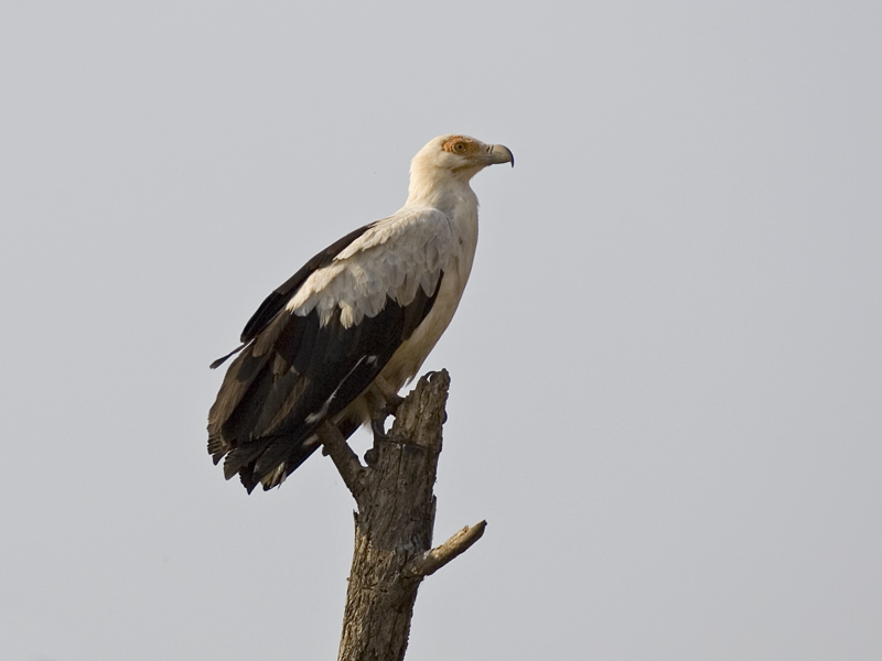 palm-nut vulture