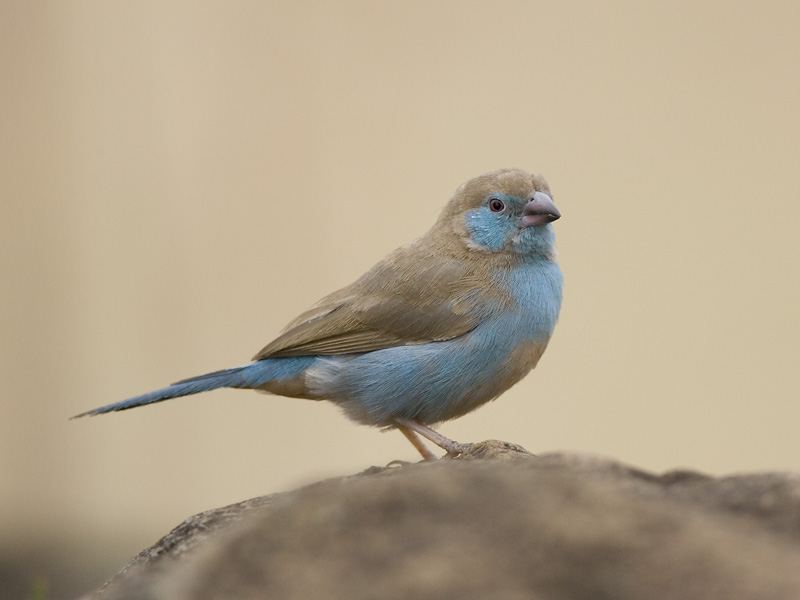 red-cheeked cordon-bleu (fem.)