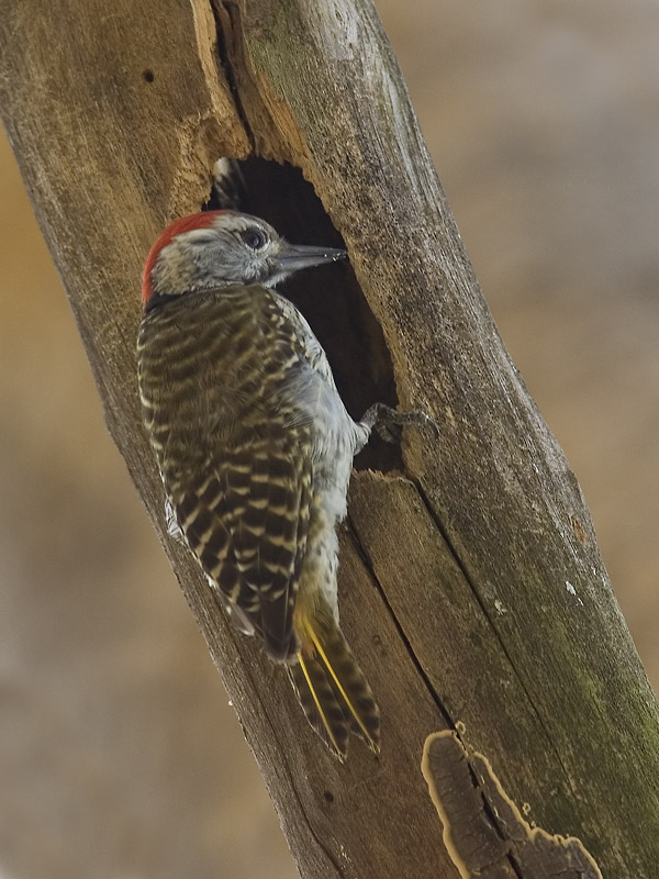 cardinal woodpecker