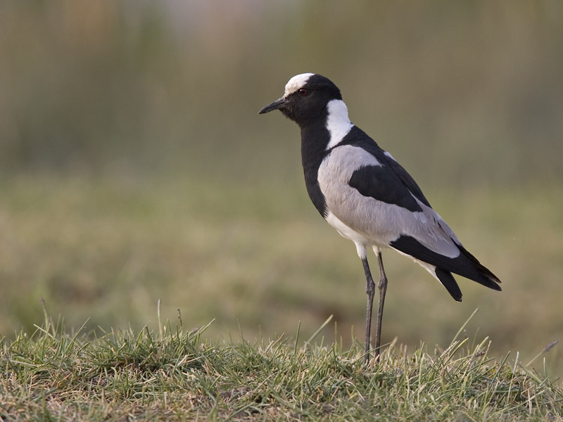 blacksmith lapwing