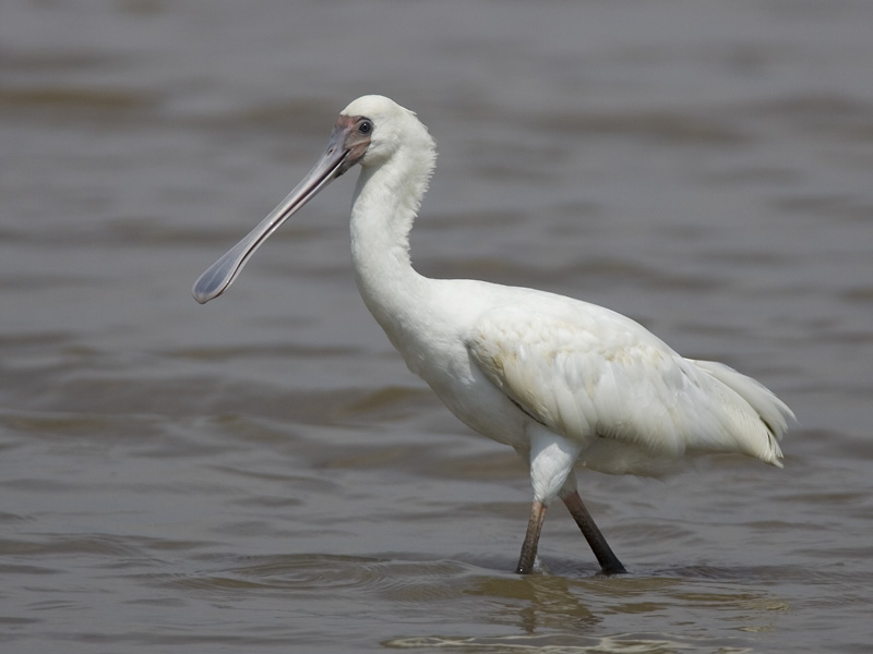 african spoonbill