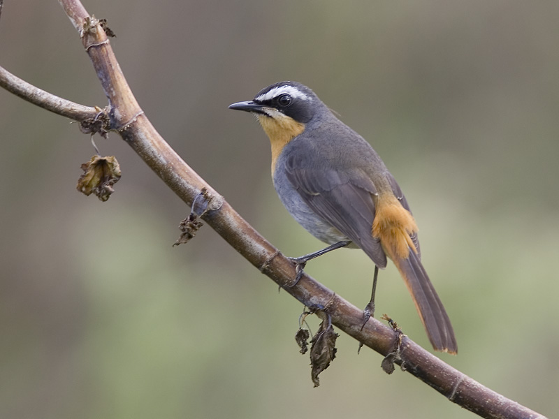 cape robin-chat