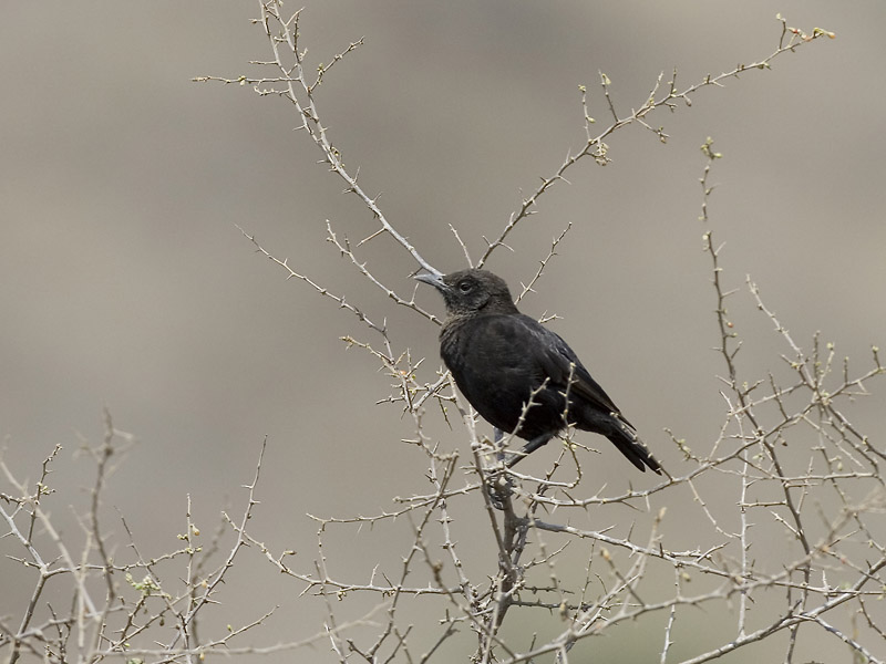 slate-coloured boubou