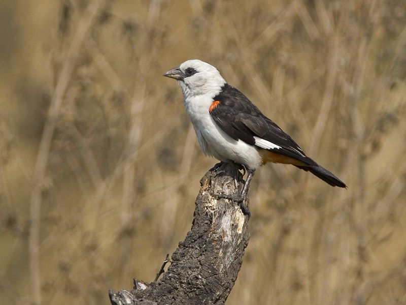 white-headed bufalo-weaver