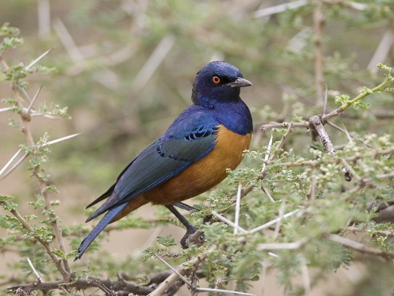 hildebrandts starling