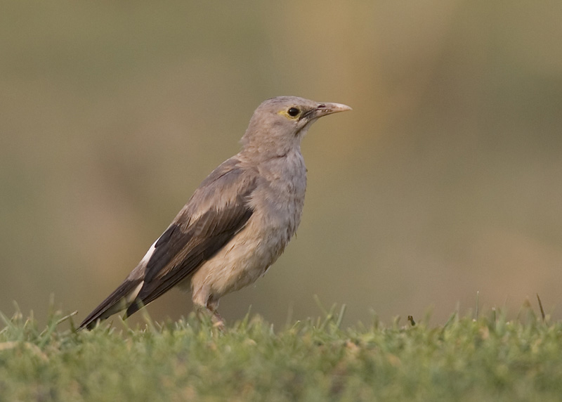 wattled starling