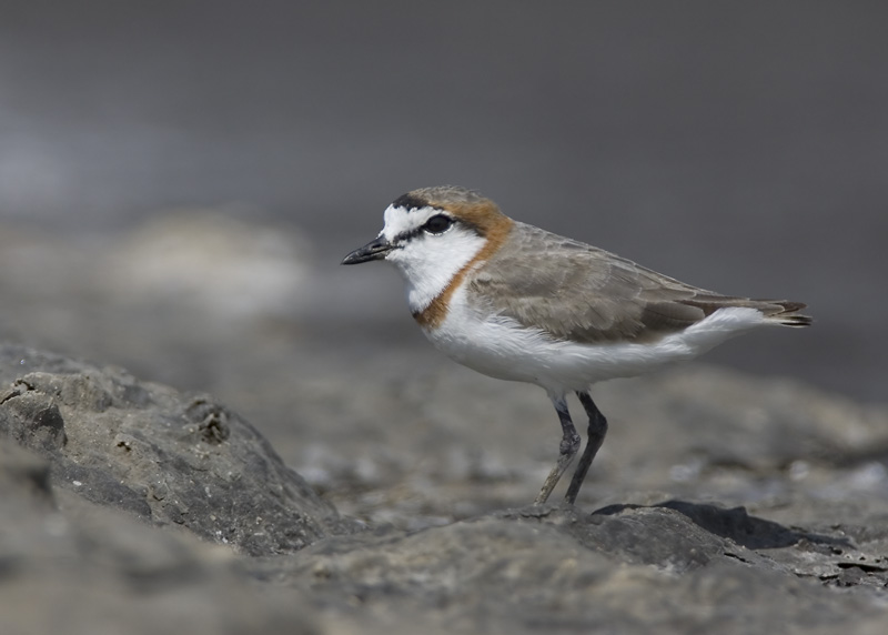 chestnut-banded plover