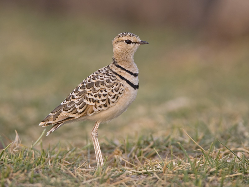 two-banded courser