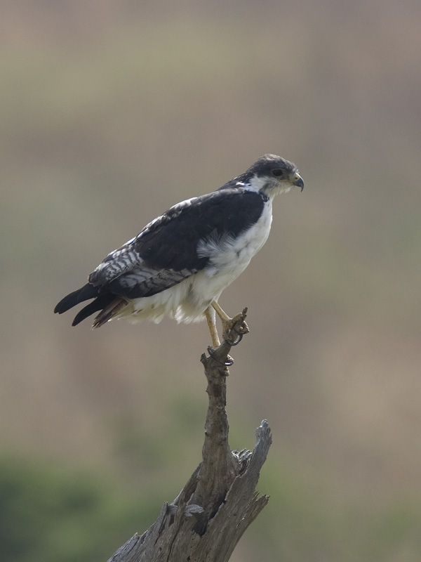 augur buzzard