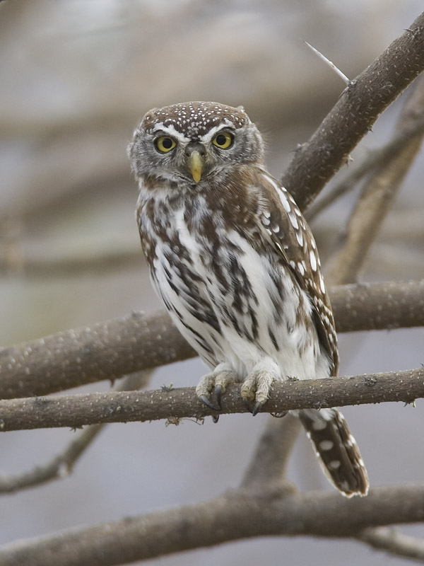 pearl-spotted owlet