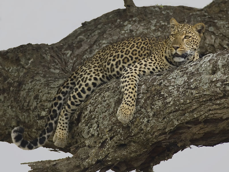 leopard  Panthero pardus