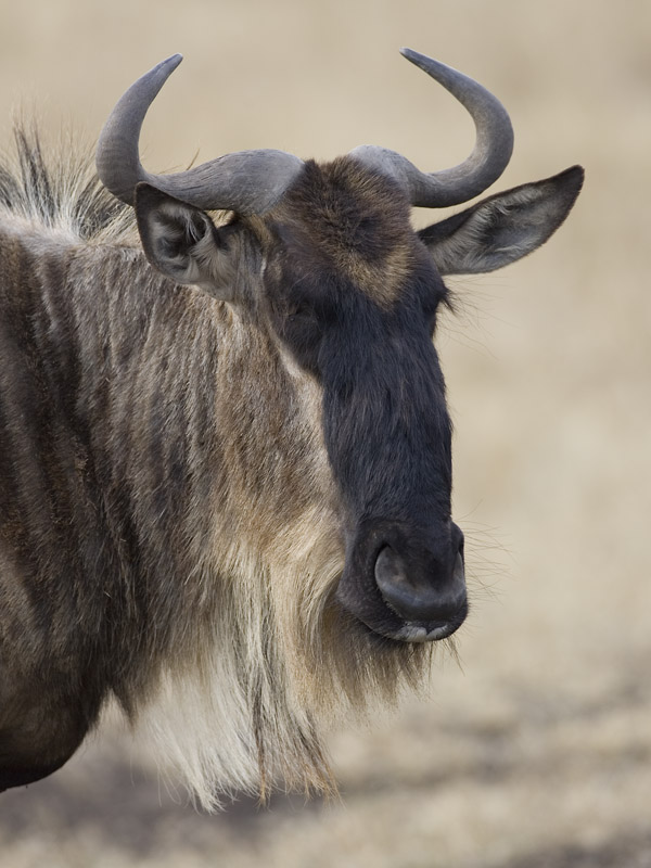 wildebeest