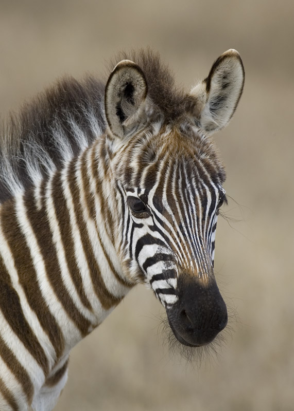 common zebra