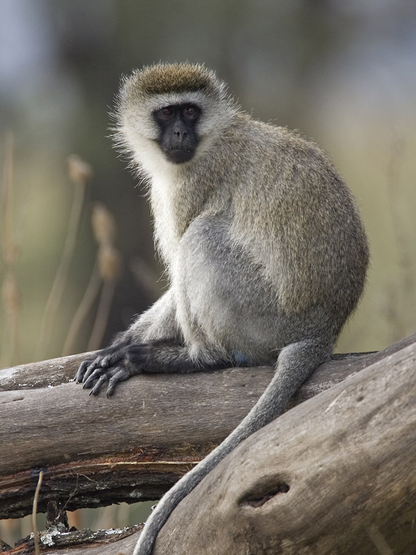 black-faced vervet monkey