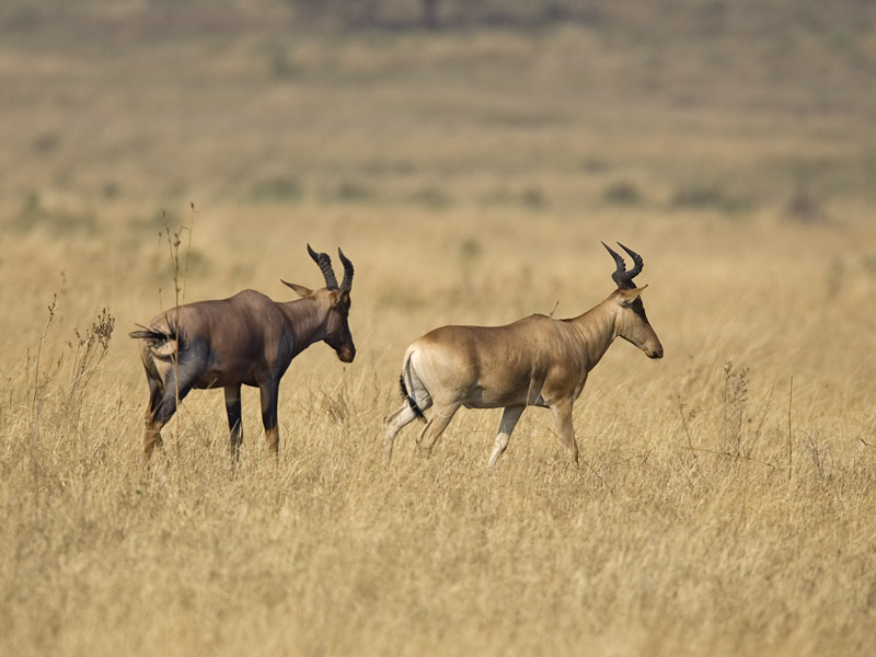 topi and hartebeest