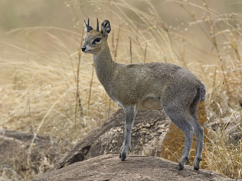 klipspringer