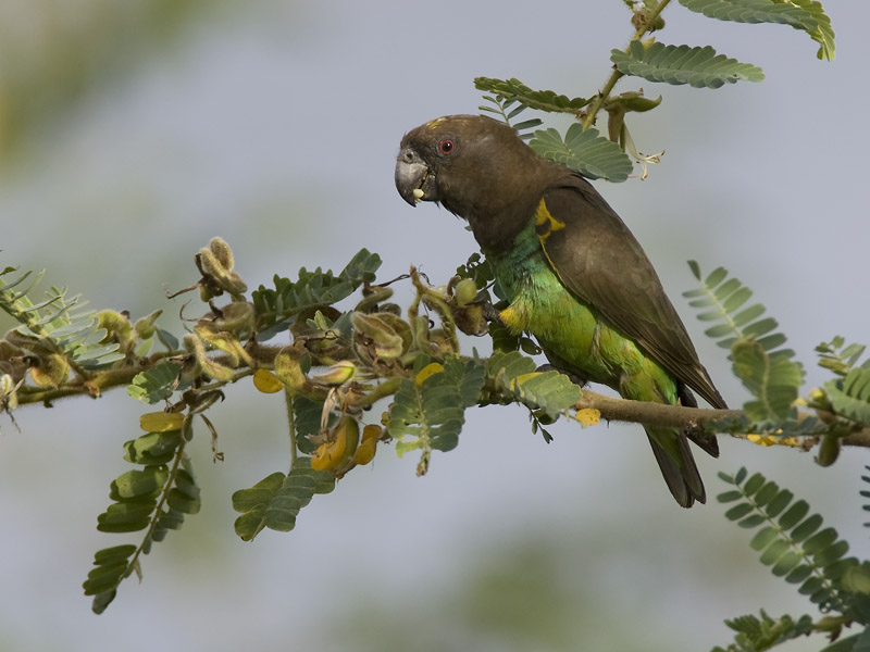 brown parrot  Poicephalus meyeri