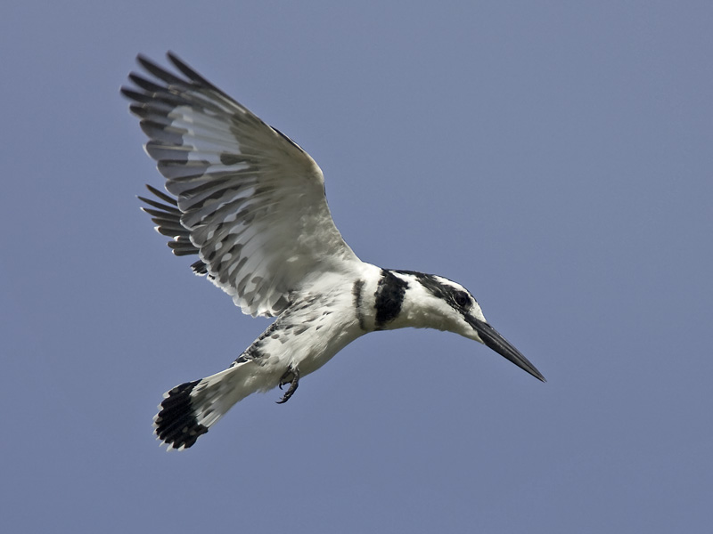 pied kingfisher <br> Ceryle rudis