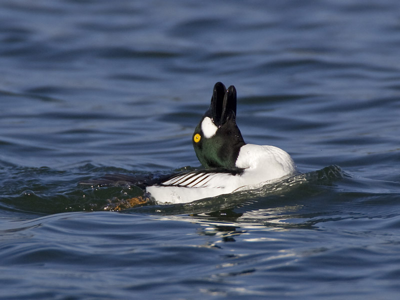 common goldeneye <br> brilduiker <br> Bucephala clangula