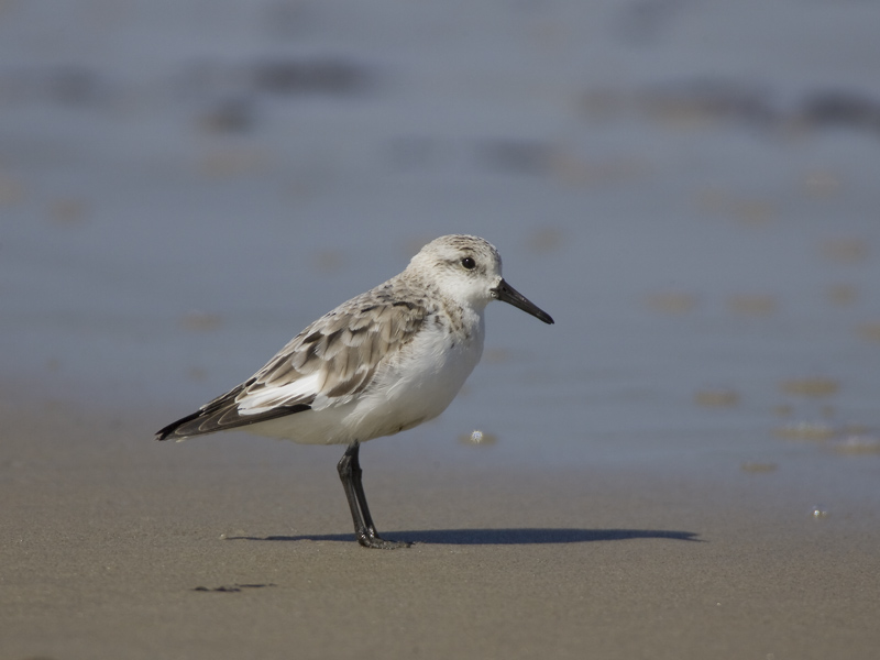 sanderling  drieteenstrandloper  Calidris alba