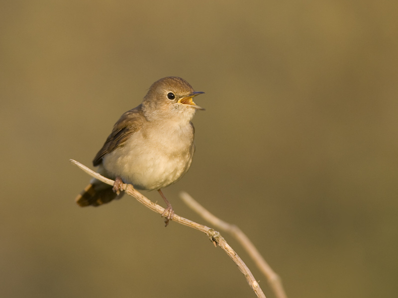 common nightingale <br> nachtegaal <br> Luscinia megarhynchos