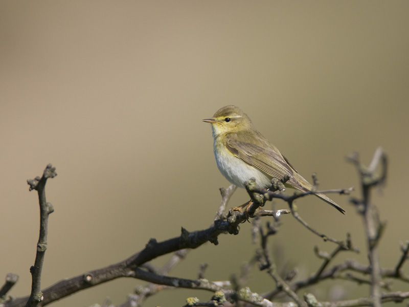 willow warbler  fitis  Phylloscopus trochilus