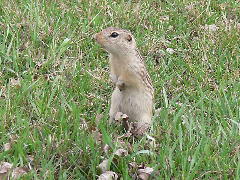 050 Gopher.
