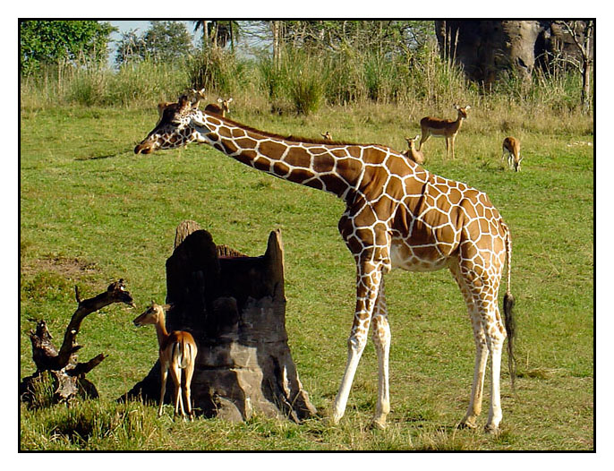 Kilimanjaro Safaris, Animal Kingdom, Orlando