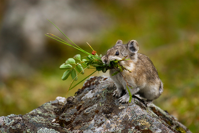 Photos Of Pika, Weasel, Hoary Marmot And Other Wee Furry Folk