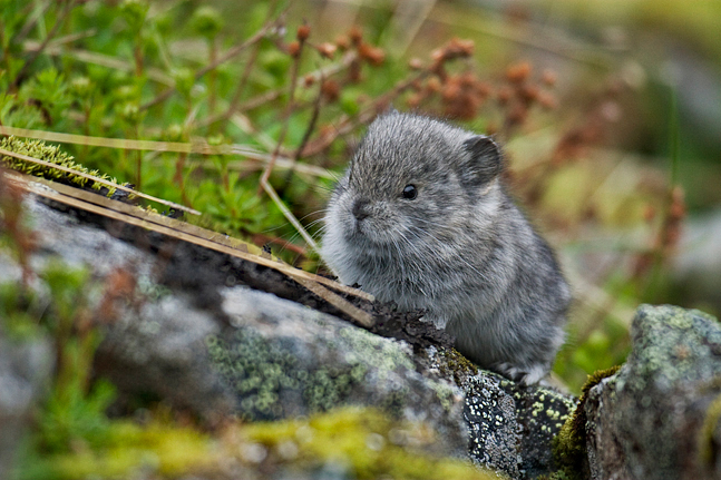 Baby Pika
