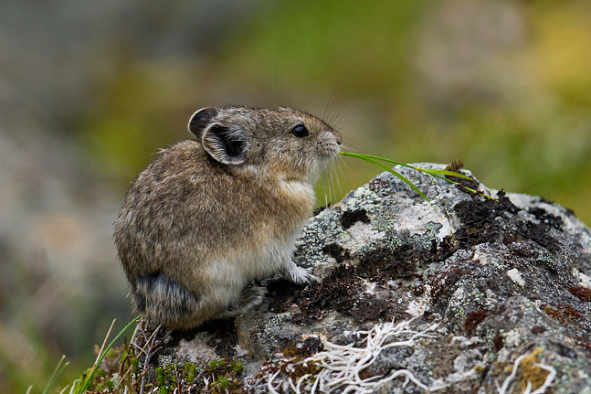 Pika