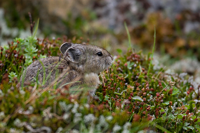 Pika