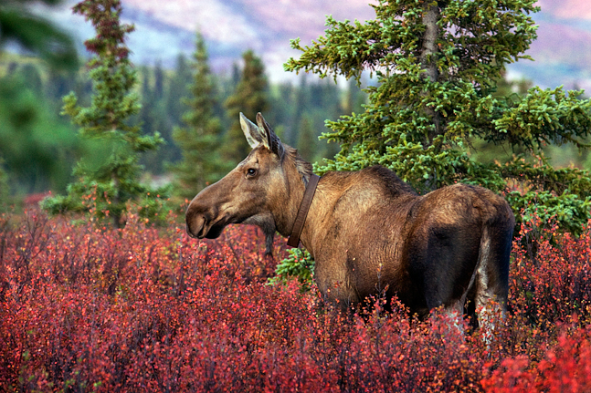 Collared Cow Moose