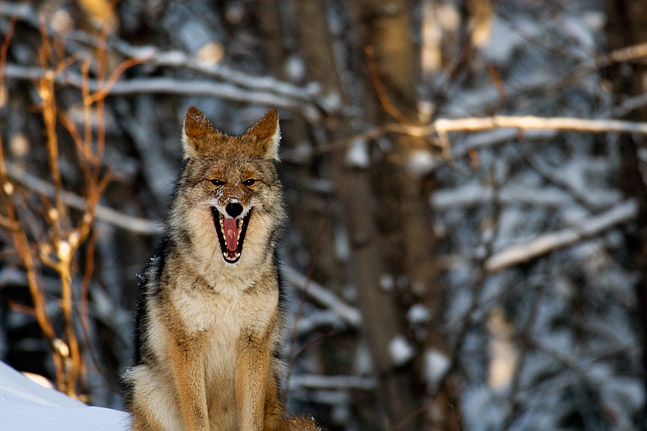 Yawning Coyote