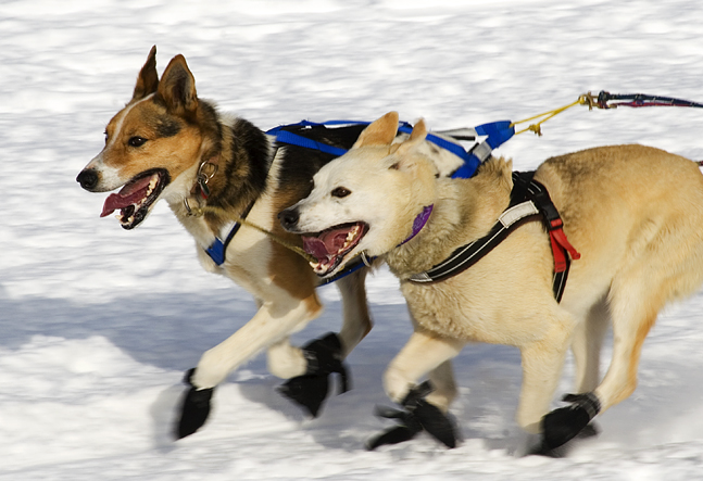 Iditarod Photos - 2008 & 2009