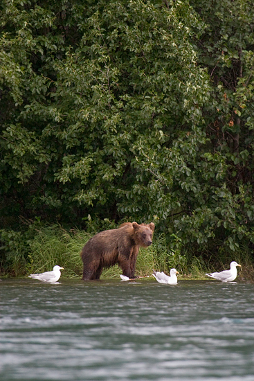 Brown Bear