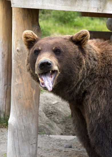 Alaska Wildlife Conservation Center Photos