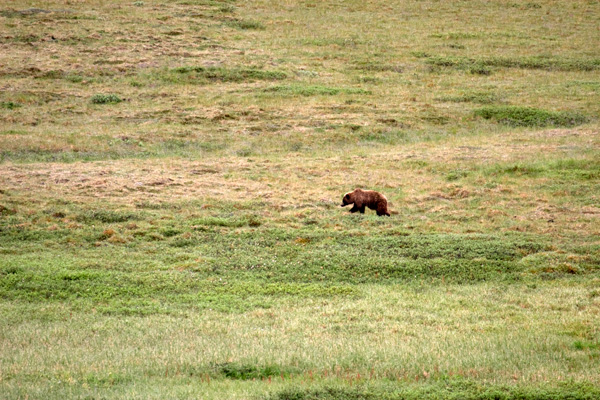 Denali National Park 2008 / 2009 / 2010 Photos