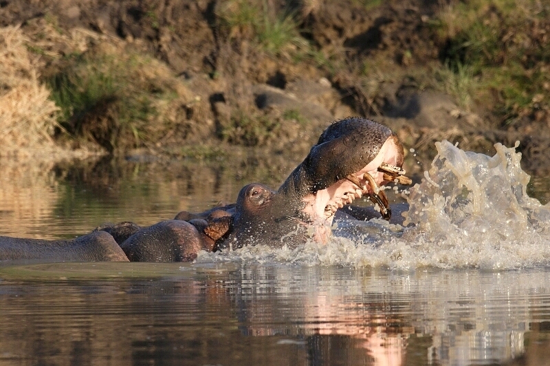 Hippo