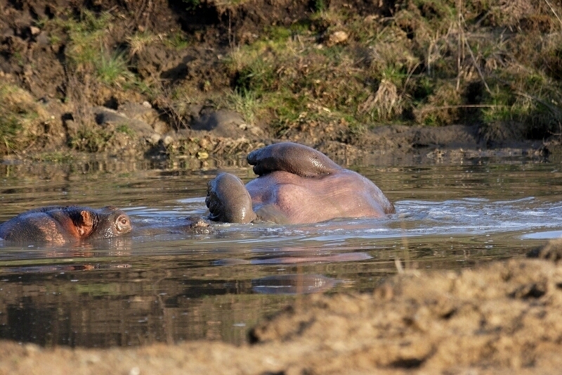 Belly Up