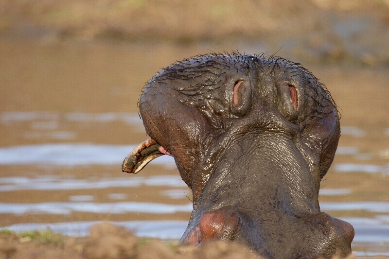 Hippo