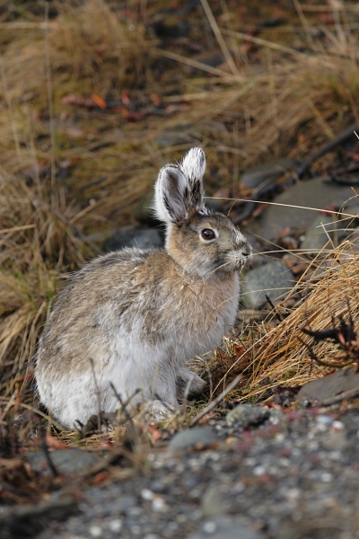 Snowshoe Hare