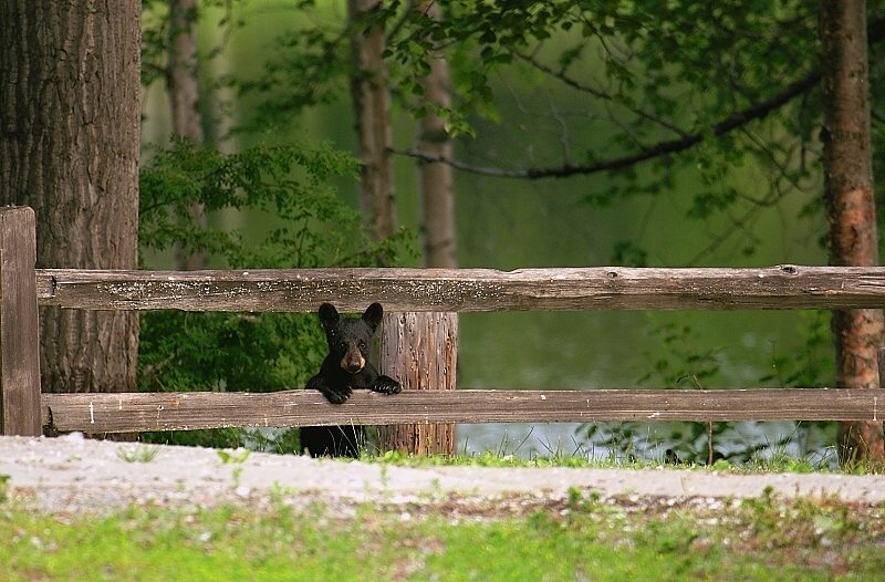 Black Bear Cub