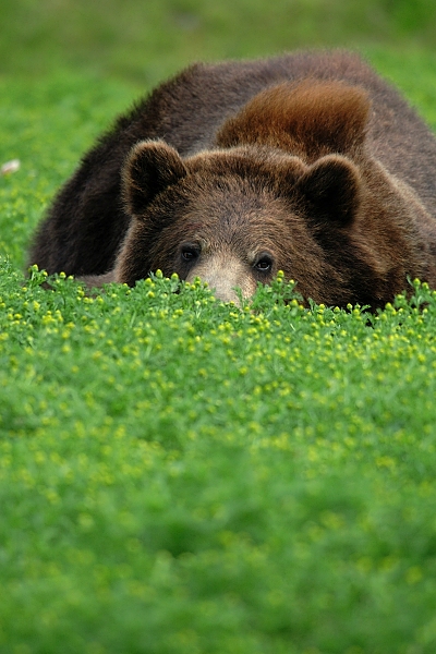 Brown Bear