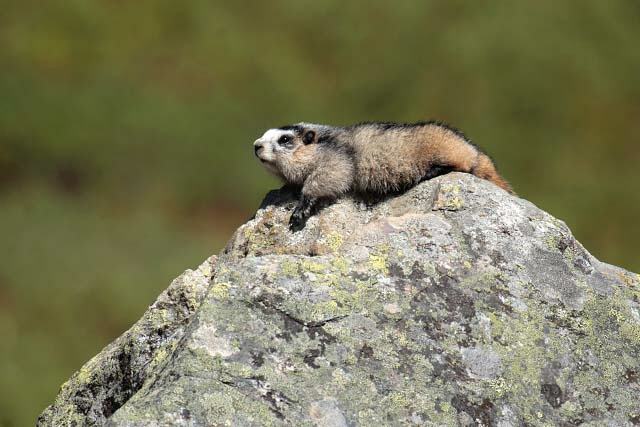 A Chubby Marmot Enjoying The Afternoon Sun