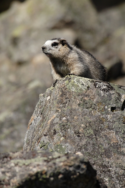 Hoary Marmot, The Whistle Pig