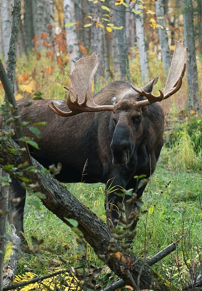 Bull Moose