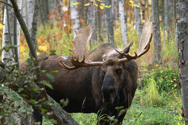 Bull Moose