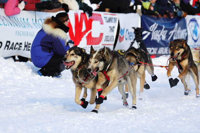 Iditarod Photos - 2008