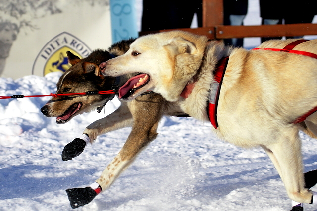 Iditarod Photos - 2008